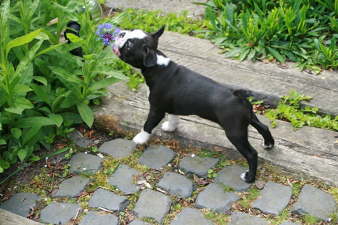 Elmo_Garten